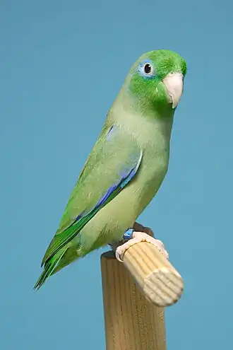 Brillensperlingspapagei mit deutlich weiß-blauen Augenring.