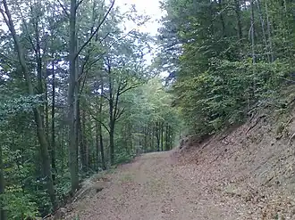Forstweg am Südhang