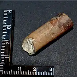 Bruchstück eines Belemniten (Rostren), Fundort Rethen (Vordorf)