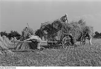 Roggenernte 1948, Deichselseite eines beladenen Leiterwagens