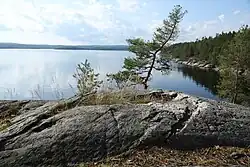 Vegetationskante am Foxen