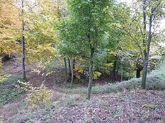 Kuppe mit der Mulde zwischen den beiden Ochsenstein-Burgen