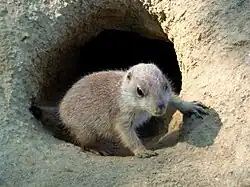 Schwarzschwanz-Präriehund, Jungtier