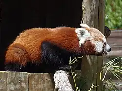 Westlicher Kleiner Panda