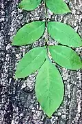 Sektion Melioides: Blatt und Rinde der Rot-Esche (Fraxinus pennsylvanica)