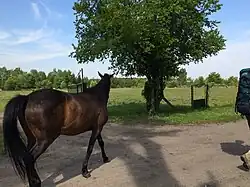 Trakehner-Pferde in Jadamowo