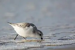 Sanderling (Schlichtkleid) während der Nahrungssuche am Spülsaum