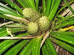 Unreifer Fruchtstand