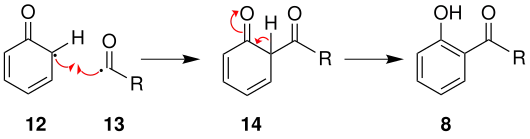 Mechanismus 2 der Photo-Fries-Umlagerung über Radikale