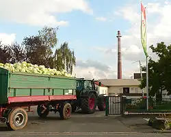 Weißkohlanlieferung in die Sauerkrautfabrik