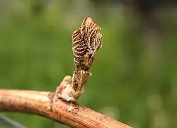 Spätfrostschaden 2016 Südtirol, Seeburg.