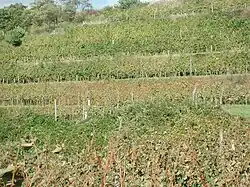 Frühfrostschaden im unteren Hangbereich (Vordergrund).