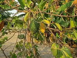 Stachelannone im Dorf Biacou, Suco Aidabaleten