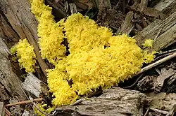 Aufsichtiges Foto der Gelben Lohblüte