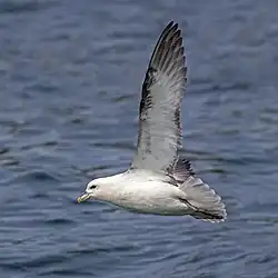 Eissturmvogel (Northern fulmar)
