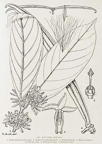 Funtumia africana (heterosynonym: Funtumia latifolia)