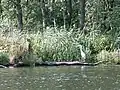 Reiher an der Peene bei Gützkow