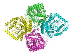 Glutamatcysteinligase (E. coli K12)
