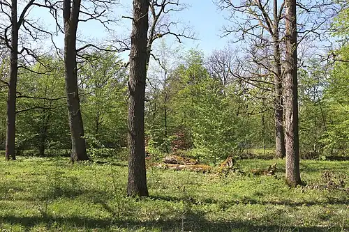 Restlaubwald im Norden der Siedlung