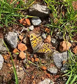 Mauerfuchs im Quellgebiet der Großen Dhünn (Rote Liste NRW (2020): Vorwarnung)