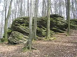 Nach Osten einfallende Gneis-Klippe (Naturdenkmal) der Böllsteiner Höhe: wechselnd engstreifig und flasrig-augig.