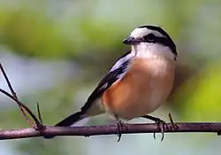 Maskenwürger (Lanius nubicus)