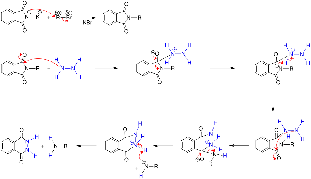 Mechanismus der Gabriel-Synthese: Hydrazinolyse