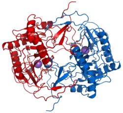Galactose-1-phosphat-Uridyltransferase