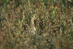 Bekassine (Gallinago gallinago)