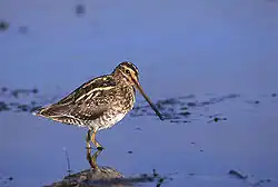 Bekassine (Gallinago gallinago)