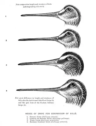 Köpfe verschiedener Bekassinen, darunter der Nepalbekassine als drittes von oben