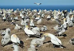 Tölpelkolonie am Plateau im Sommer mit Eltern und Jungvögel