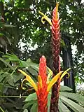 Aphelandra hartwegiana