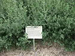 Prostanthera rotundifolia