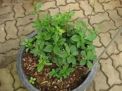 Talinum paniculatum, Talinum caffrum, Talinum portulacifolium, Talinum fruticosum (Gemüse oder Salat)