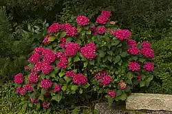 rotblühender Gartenhortensien Busch in einer Grünanlage mit roten Blumen