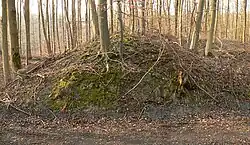 Profil des Walls als Durchstich eines Forstwegs, rechts der Wallinnenraum