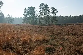 Heidelandschaft (2012)