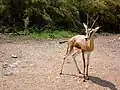 Dorkasgazelle (Gazella dorcas)