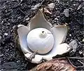 Gewimperter Erdstern Geastrum fimbriatum