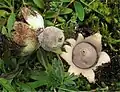 Zwerg-Erdstern Geastrum minimum