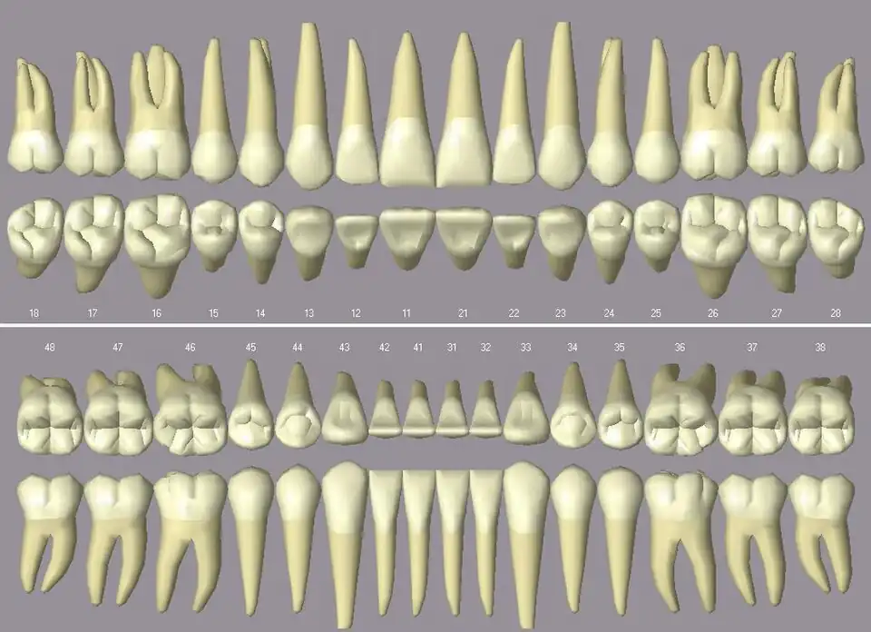 Das menschliche Gebiss in der Zahnmanagementsoftware Open Dental