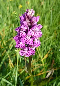 Geflecktes Knabenkraut (Dactylorhiza maculata)