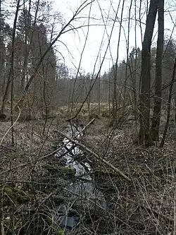 Erlenbruchwald vor der Einmündung in den Nieder­würzbacher Weiher