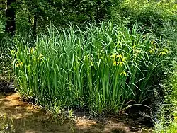 Gelbe Schwertlilie (Iris pseudacorus)