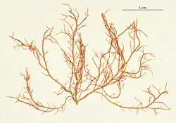 Eine blassrote, zerbrechlich wirkende Rotalge von wenigen Zentimetern Länge, wie die Zentimeterangabe an der Seite zeigt