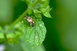 Gemeine Wiesenwanze, Weibchen