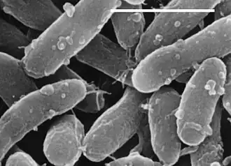 Bacteria (Bakterien): Gemmatimonas aurantiaca (—: 1 Mikrometer)