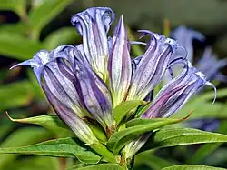 Blüten von der Seite