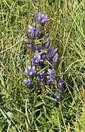 Lungen-Enzian (Gentiana pneumonanthe)